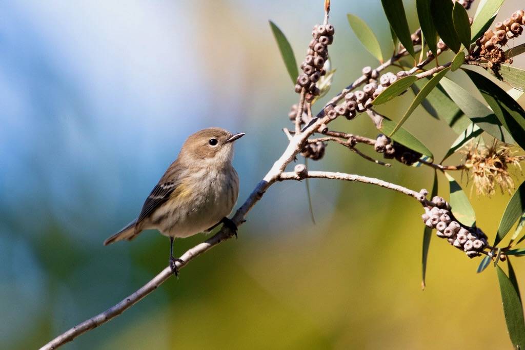 Yellow-rumped warbler by DFChurch is licensed under CC BY-NC-ND 2.0.